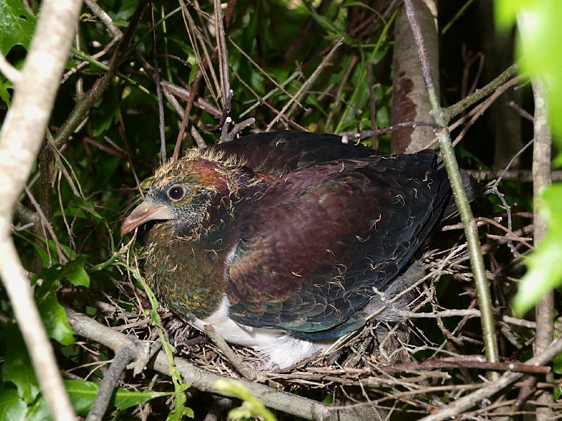 Baby Kereru-09.jpg - Baby Kereru (wood pigeon)   